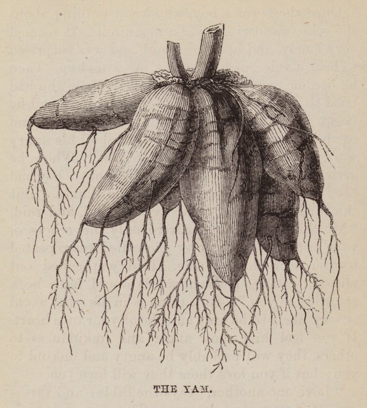 The Yam by English School