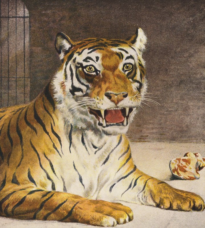 Tiger by English School