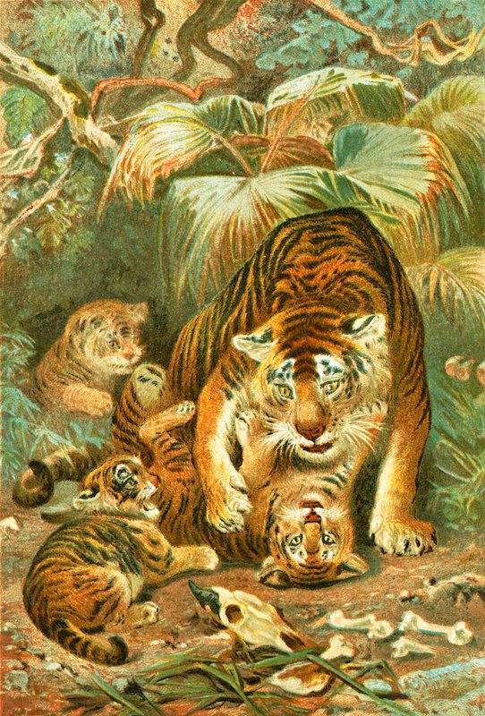 Tigress and Cubs by English School