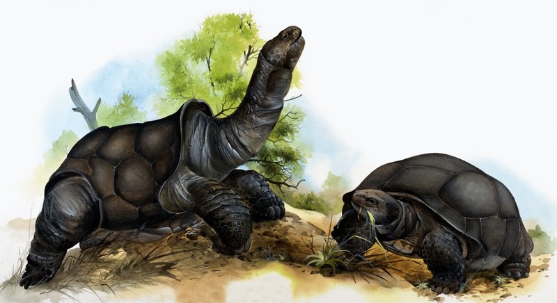 Tortoises by English School