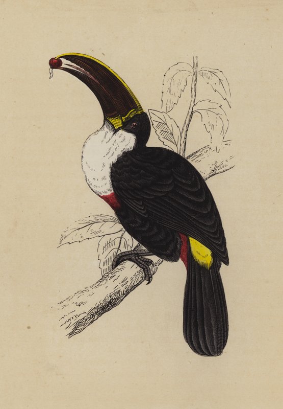 Toucan by English School