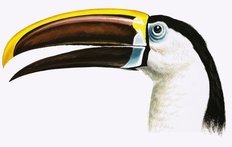 Toucan by English School