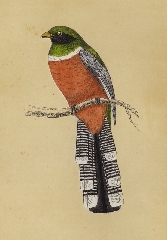Trogon by English School