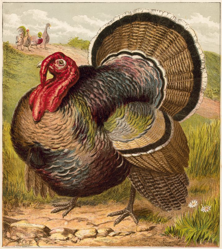 Turkey by English School