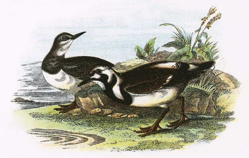 Turnstone by English School