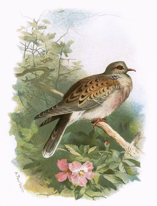 Turtle Dove by English School