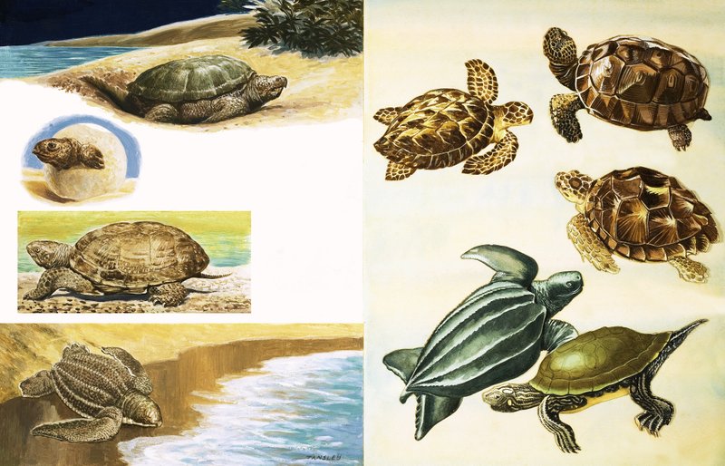 Turtles by English School