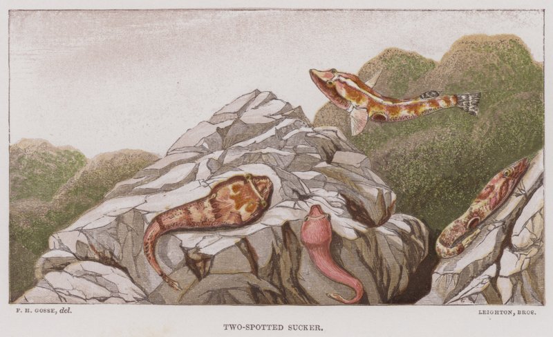 Two-Spotted Sucker by English School