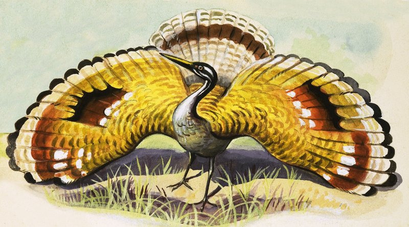 Unidentified bird by English School