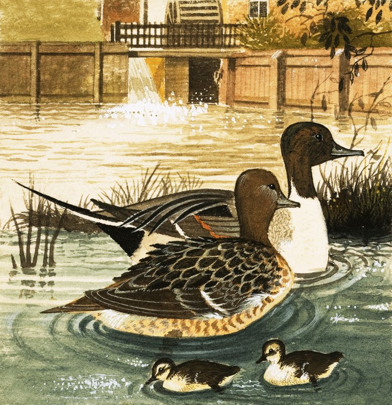 Unidentified Ducks by English School