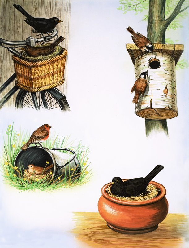 Unusual nests by English School