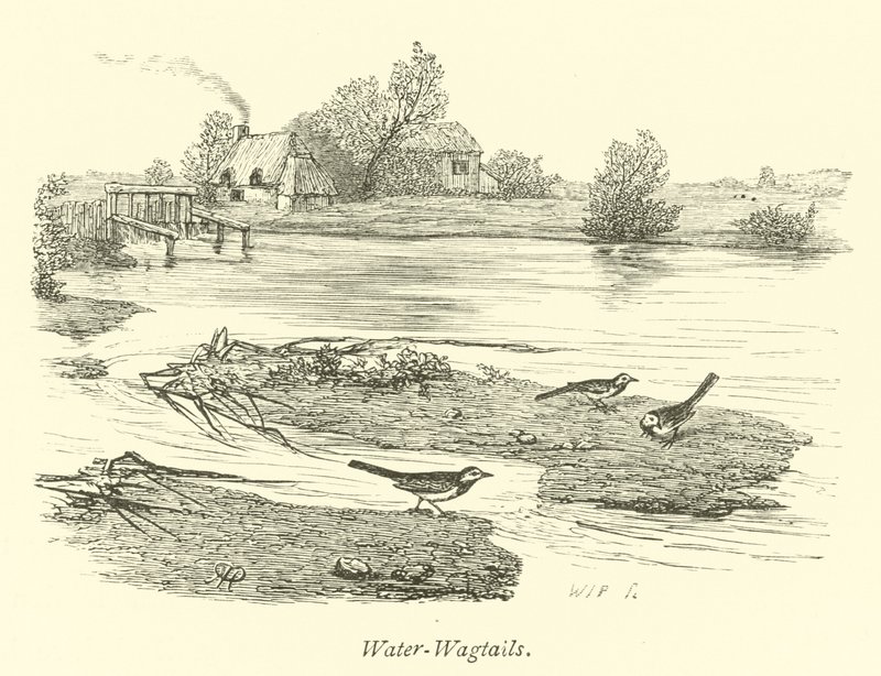 Water-Wagtails by English School