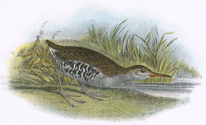 Water Rail by English School