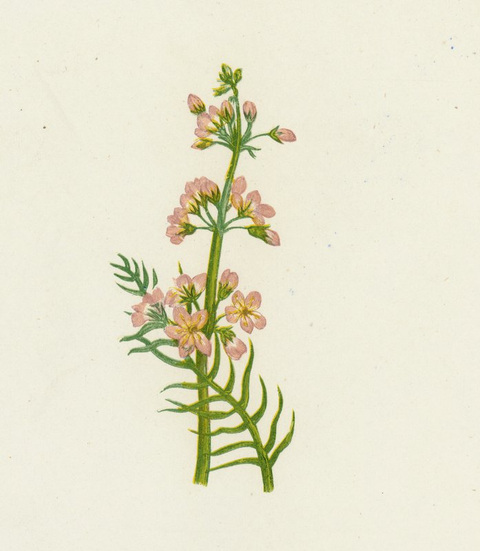 Water Violet by English School