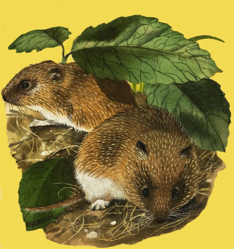 Water Voles by English School