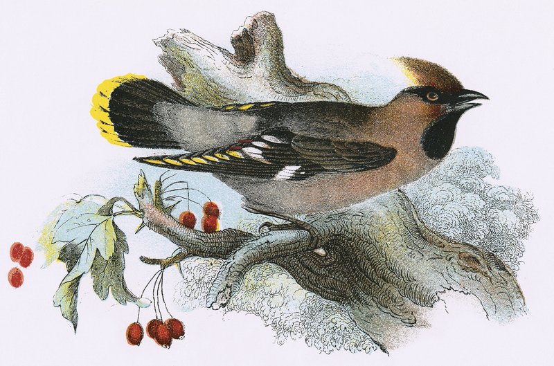 Waxwing by English School