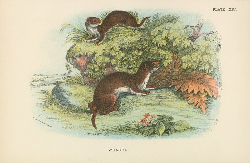 Weasel by English School