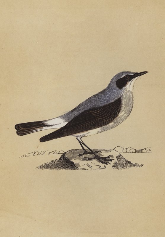 Wheatear by English School