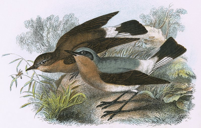 Wheatear by English School
