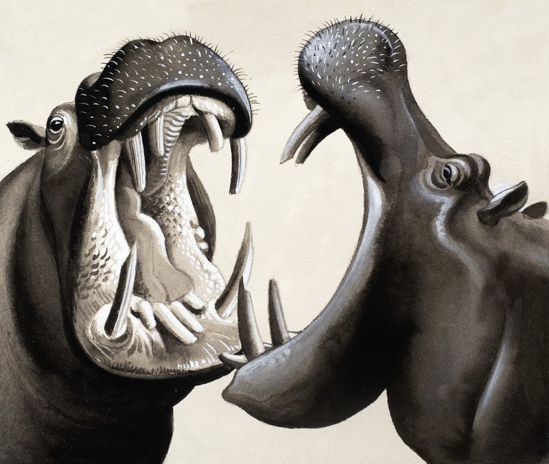 When Hippos Attack! by English School