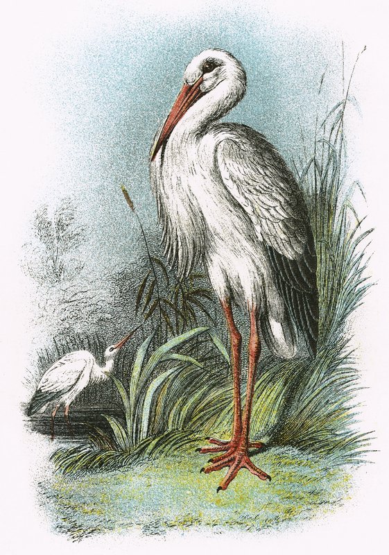 White Stork by English School