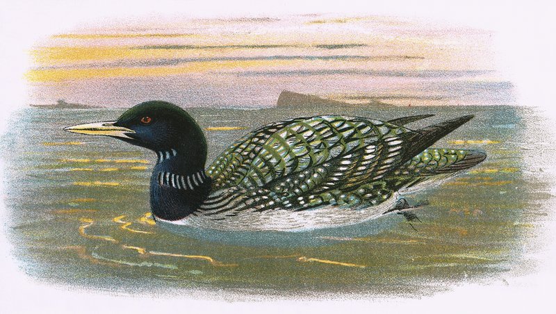 White Billed Diver by English School