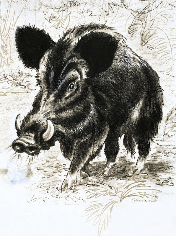 Wild Boar by English School