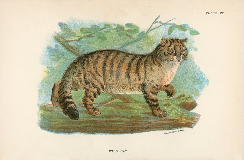 Wild Cat by English School