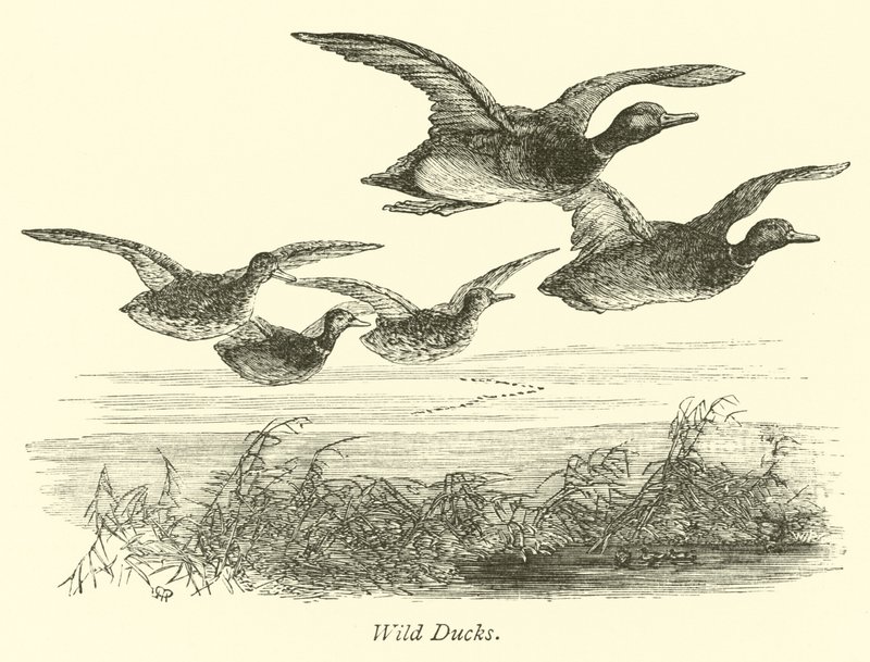 Wild Ducks by English School