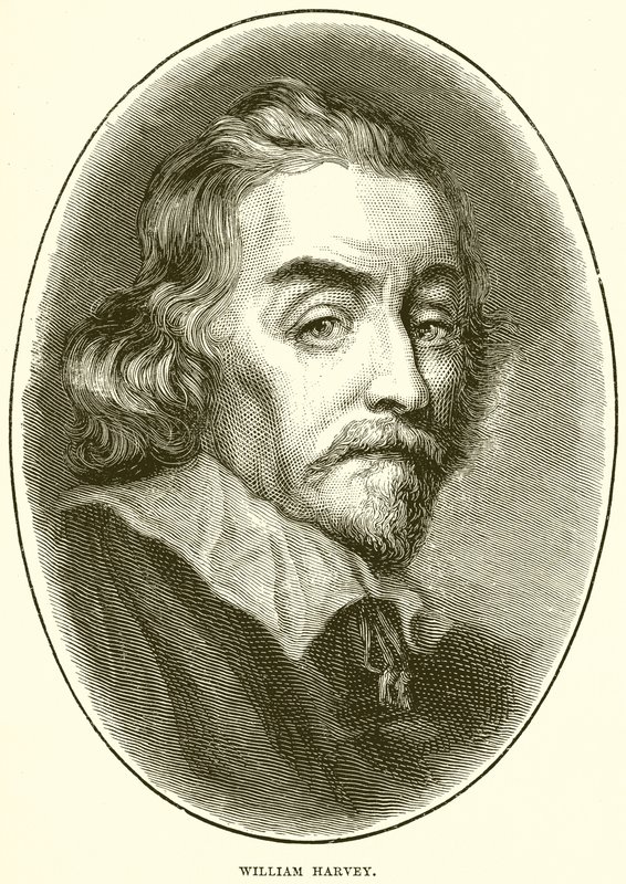 William Harvey by English School