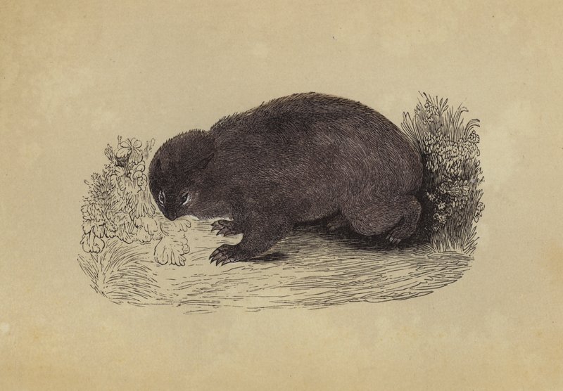 Wombat by English School