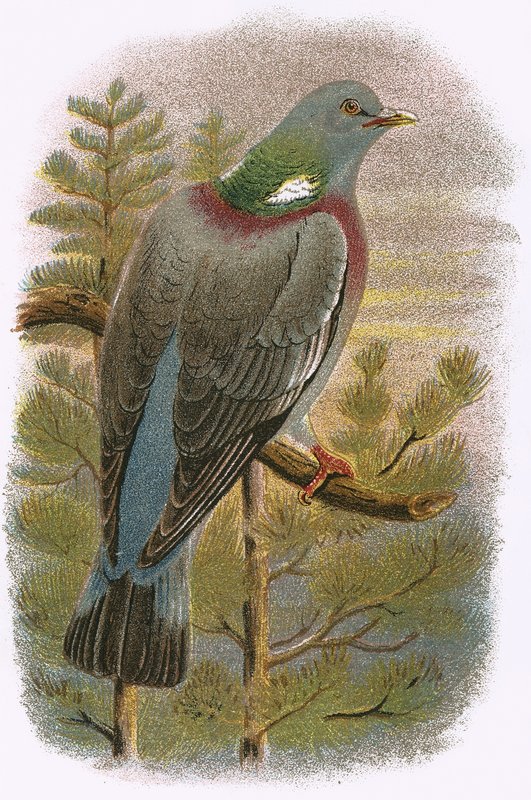 Wood Pigeon by English School