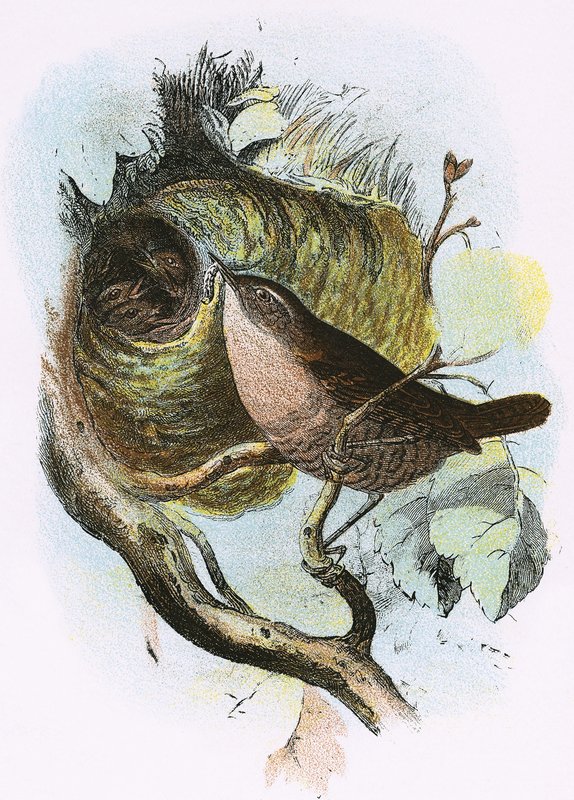 Wren by English School