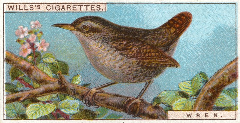 Wren by English School