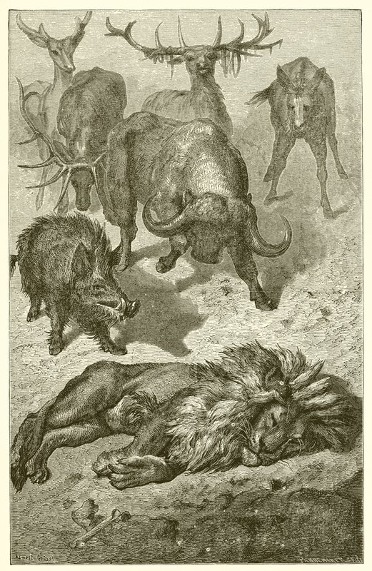 The Old Lion by Ernest Henry Griset