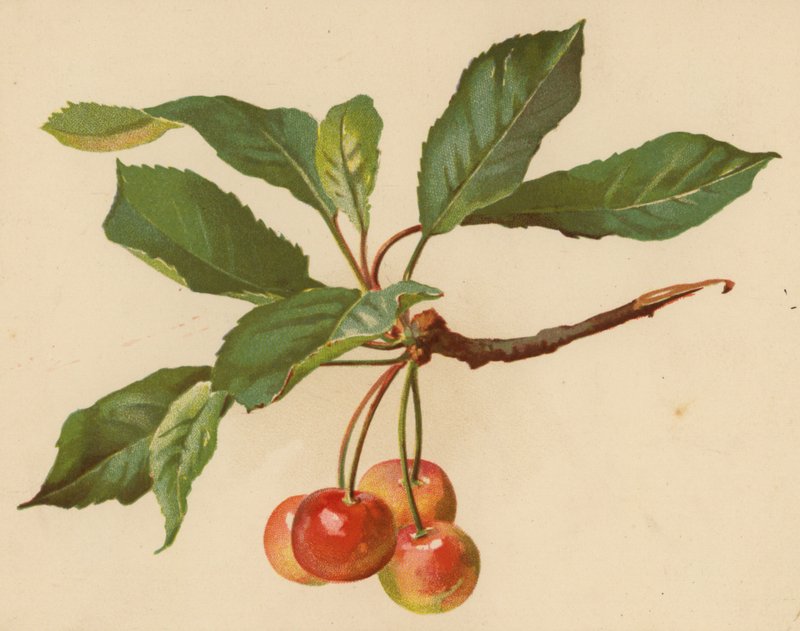 Cherries by Ethel C. Nisbet