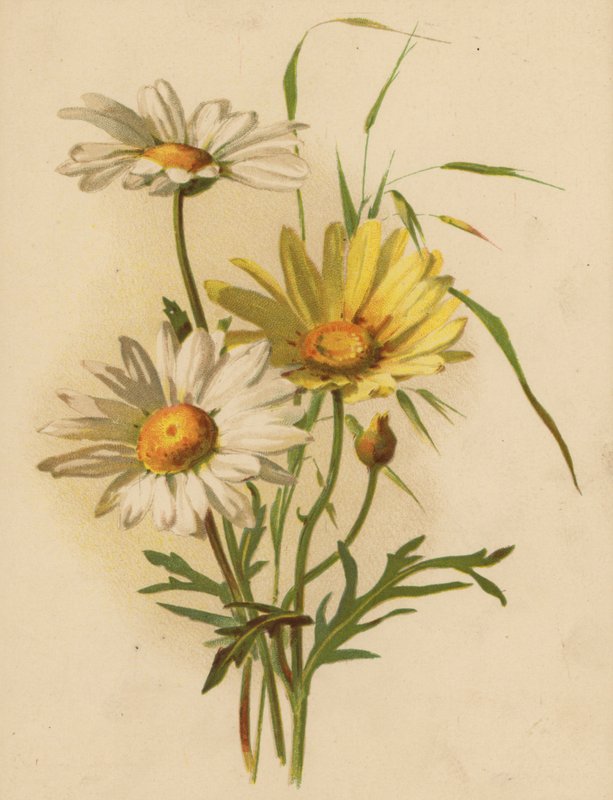 Daisies by Ethel C. Nisbet