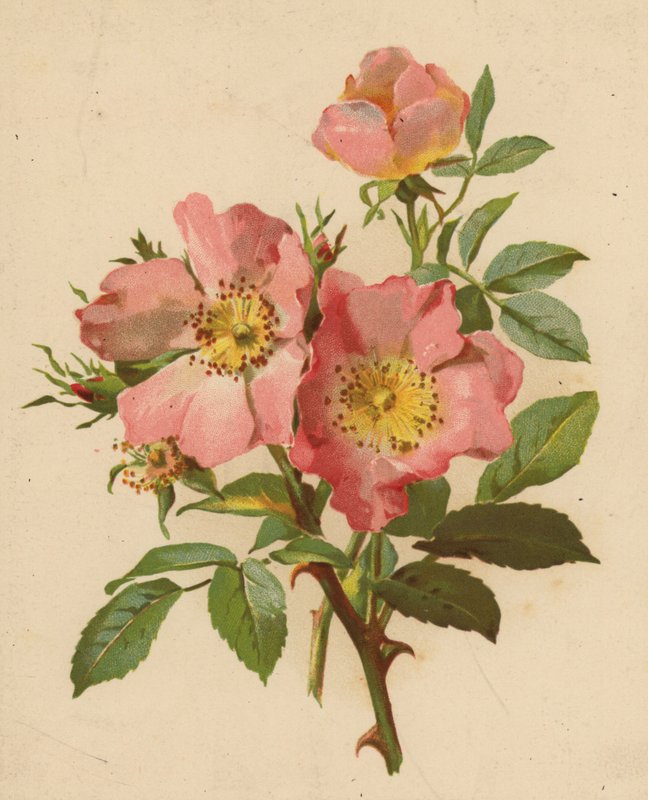 Dog Roses by Ethel C. Nisbet
