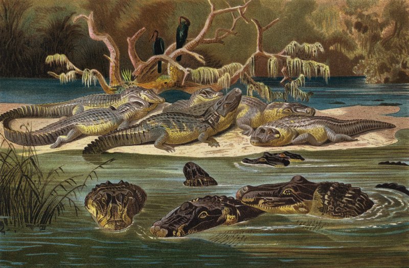 Black Caiman by European School