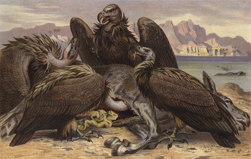 African Vultures by European School
