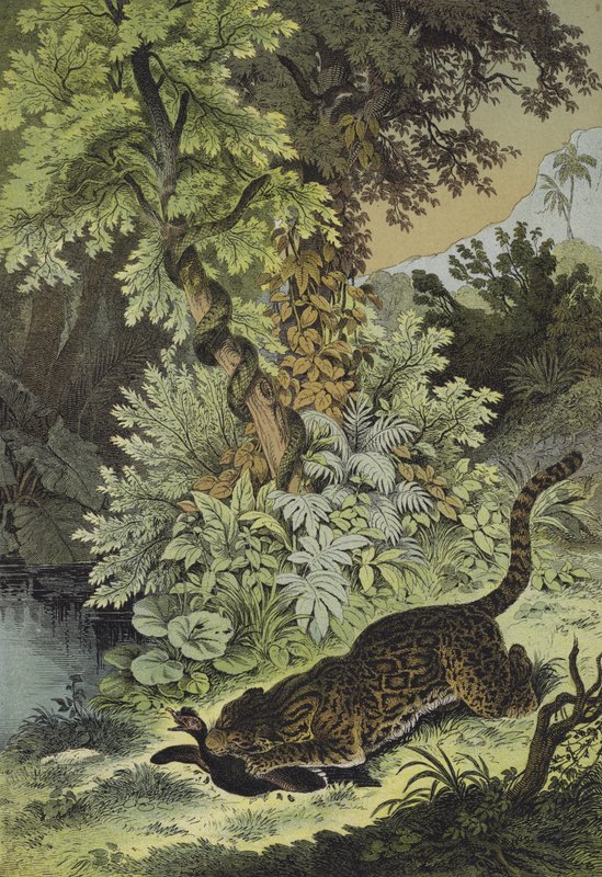 Animals of Guiana by European School