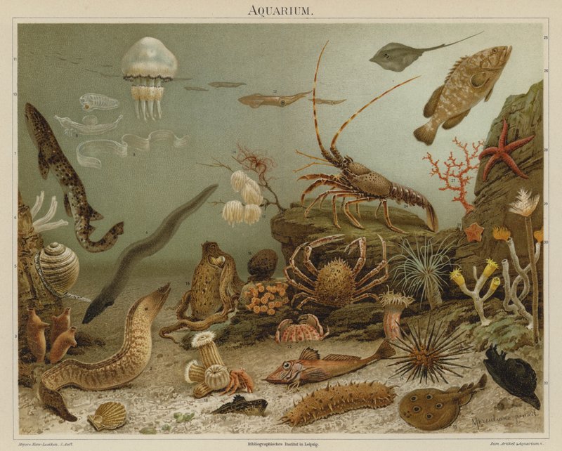 Aquarium by European School