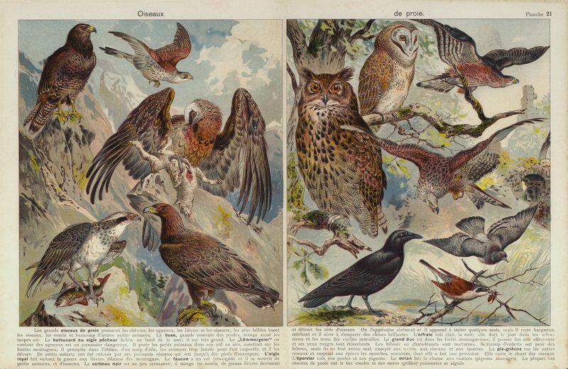 Birds of prey by European School