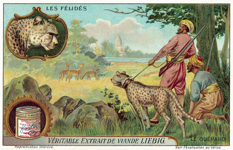 Cheetah by European School