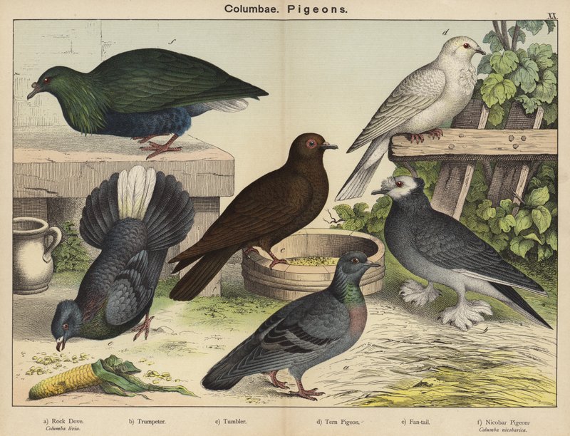 Columbae, Pigeons by European School