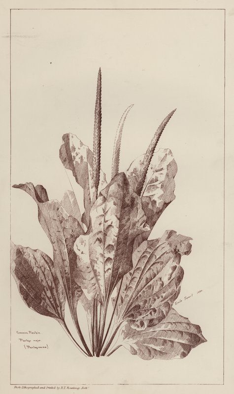 Common Plantain by European School