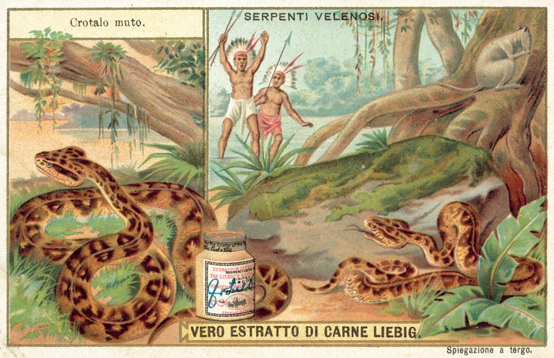 Copperhead by European School