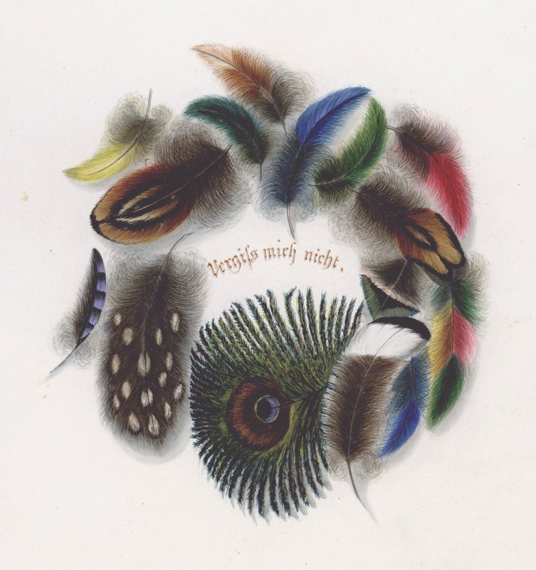 Feathers by European School