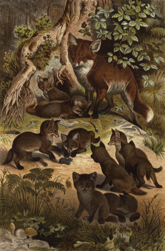 Fox by European School
