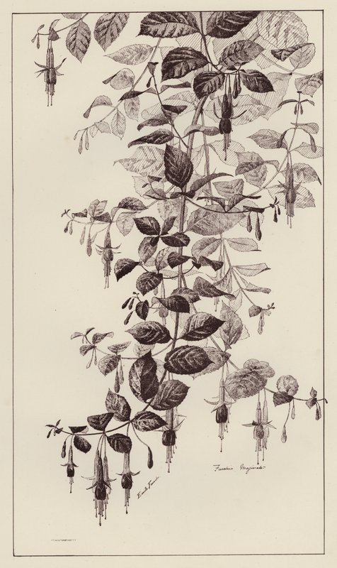 Fuschia Maginata by European School